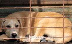 사육농장 폐업 순조 속 개들 미래는 불투명