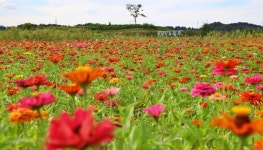 오색빛깔 백일홍으로 물들인 충주 탄금공원