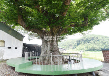 [나무, 천년의 세월을 담다 364] 신뢰의 그늘, 공존의 풍경…청양군 청양읍 정좌2리 느티나무