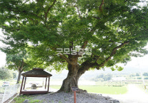 [나무, 천년의 세월을 담다 367] 기억의 궤적…홍성군 장곡면 지정리 느티나무