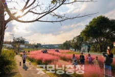 분홍빛 물결 속으로… 석봉동 핑크뮬리 행복마을축제 성황