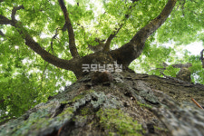 [나무, 천년의 세월을 담다 369] 세월의 역설…홍성군 갈산면 대사리 느티나무