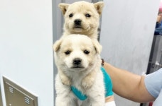 청주시 강내 반려동물보호센터 운영 시작