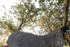 [나무, 천년의 세월을 담다 374] 세월을 맞댄 나무…예산군 신양면 시왕리 느티나무 2본