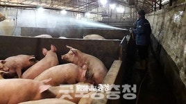 충남 당진시 농장서 아프리카돼지열병 발생