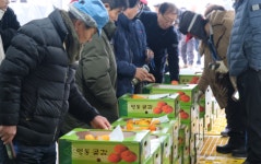 감고을 영동 명품 햇곶감 출하 시작