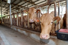 괴산군, 경쟁력있는 축산·수산업 육성 183억 투입