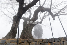 [나무, 천년의 세월을 담다 380] 그 자리…천안시 동남구 북면 은지리 느티나무