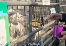 [세종 가볼만한 곳] 정동체험마을, 아이 손잡고 가면 2시간 순삭