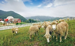 최대 82% 할인 가성비 좋은 증평투어패스 판매 개시