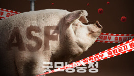 당진시 순성면에서 아프리카돼지열병 발생