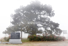[나무, 천년의 세월을 담다 381] 익명의 금기…천안시 동남구 병천면 도원리 향나무