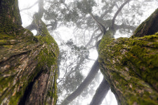 [나무, 천년의 세월을 담다 381] 익명의 금기…천안시 동남구 병천면 도원리 향나무