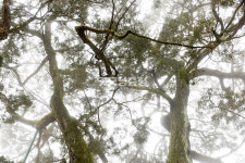 [나무, 천년의 세월을 담다 381] 익명의 금기…천안시 동남구 병천면 도원리 향나무