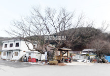 [나무, 천년의 세월을 담다 384] 마을의 문턱…공주시 정안면 보물리 86 느티나무