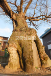 [나무, 천년의 세월을 담다 386] 나무 경전…보령시 주포면 관산리 느티나무