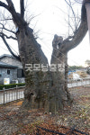 [나무, 천년의 세월을 담다 387] 바람의 나이테…보령시 주포면 연지리 느티나무