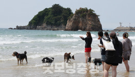 태안군 펫니스 댕댕투어 본격 운영…대형견도 가능