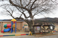[나무, 천년의 세월을 담다 389] 남포의 시간을 품은 느티나무…보령시 남포면 읍내리 (남포초) 느티나무