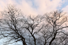 [나무, 천년의 세월을 담다 389] 남포의 시간을 품은 느티나무…보령시 남포면 읍내리 (남포초) 느티나무