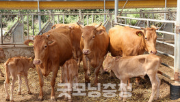 금산군, 소 사육농가에 최대 75만 원 진료비 지원