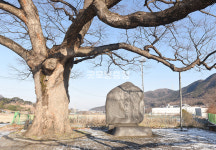 [나무, 천년의 세월을 담다 391] 검은배 마을 당집 느티나무…아산시 배방읍 중리 느티나무