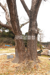 [나무, 천년의 세월을 담다 394] 한다리 마을의 파수꾼…서산시 음암면 유계리 은행나무