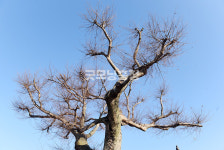 [나무, 천년의 세월을 담다 395] 상생(相生)…서산시 고북면 장요리 느티나무