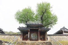 [나무, 천년의 세월을 담다 399] 기와에 새긴 나이테…논산시 은진면 교촌리 은행나무