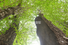 [나무, 천년의 세월을 담다 399] 기와에 새긴 나이테…논산시 은진면 교촌리 은행나무