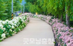 [포토뉴스] 공주 유구색동수국정원꽃축제 26일 화려한 개막