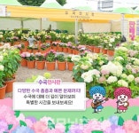 [포토뉴스] 공주 유구색동수국정원꽃축제 26일 화려한 개막