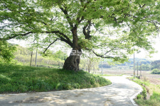 [나무, 천년의 세월을 담다 405] 숨죽여 살다…당진시 시곡동 산174 느티나무