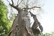 [나무, 천년의 세월을 담다 415] 오래 함께 산다는 것…서천군 마산면 가양리 느티나무와 팽나무