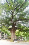 [나무, 천년의 세월을 담다 419] 잘 늙어가는 법…청양군 운곡면 후덕리 느티나무