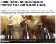 프랑스 한 도로서 돼지 200마리 실은 트럭 전복..150마리 떼죽음