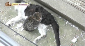 동물농장 죽은 고양이 곁 지키는 새끼고양이 사연, 꾹꾹이란?