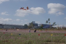 울주군,KTX울산역 앞 대규모 코스모스 경관단지 조성