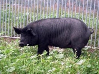 제주축산진흥원내 제주흑돼지 천연기념물 지정…진흥원외 제주 흑돼지는 제외