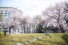 벚꽃길 따라 미술관으로 산책 한 번 떠나볼까