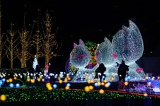 고양호수꽃빛축제에 일산 호수공원 개장 이후 최대 인파