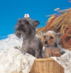 신세계 강남점, 애견용품업체 모니카와 미니 펫페어 개최