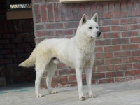 진돗개, 풍산개 등 한국 토종개 야생 늑대 공통 조상