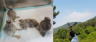 인천야생동물구조관리센터 …야생동물 치료 57마리 자연의 품으로