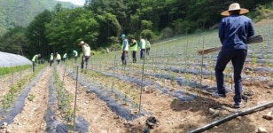 농협상호금융, 홍천서 일손돕기 구슬땀