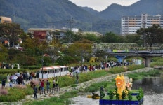 장성 황룡 노란꽃잔치 오매 대박 났네