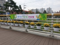 안성시,가을향기 가득한 금석천 국화꽃길 조성