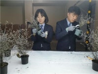 농림축산검역본부, 수입 묘목류 특별검역 실시