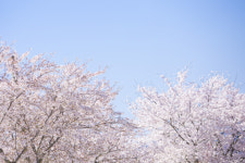 KAIST 올해엔 벚꽃 구경하러 오지 마세요