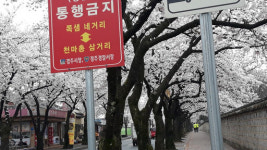 [메트로 트래블] 경주 관광의 오늘…벚꽃은 폈는데, 보문단지 영업 눈물겨운 노력